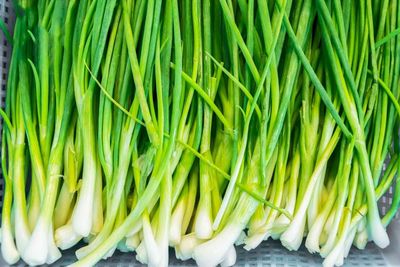 Kuminda Spring Onions